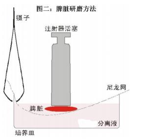 小鼠淋巴細胞分離液 1.jpg 小鼠淋巴細胞分離液 1.jpg